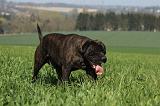 BULLMASTIFF 533